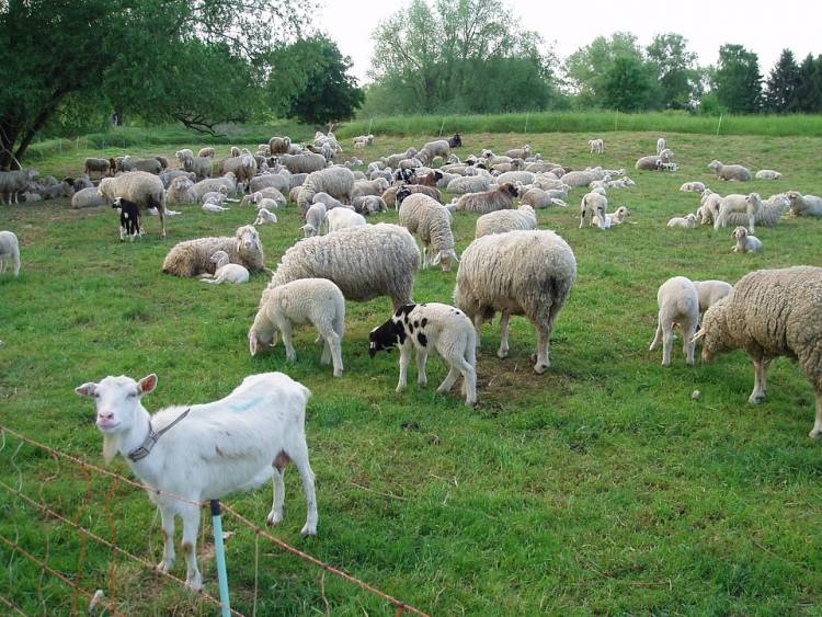 Zonguldak'da 19 Köyde Karantina Uygulanmaya Başladı